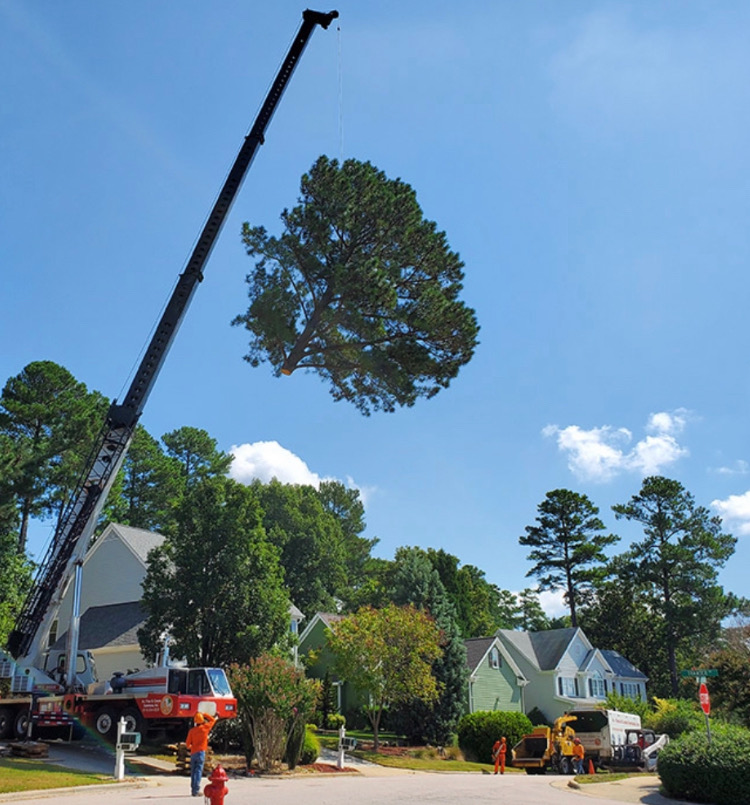 Large pine tree suspended mid-air from a crane during professional removal over a residential neighborhood